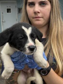 Cotton Candy -  Australian Shepherd Dog for Adoption in Mobile, Alabama - Cotton Candy | PetCurious
