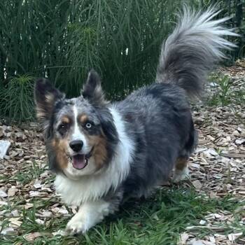 Sitka -  Australian Shepherd and Corgi Dog for Adoption in Junction City, Kansas - Sitka | PetCurious