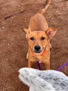 Reeses -  Mixed Breed Dog for Adoption in Hobbs, New Mexico - Reeses | PetCurious