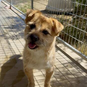 Rescue Terrier Dogs for Adoption in Littlerock, California - Stanley | PetCurious