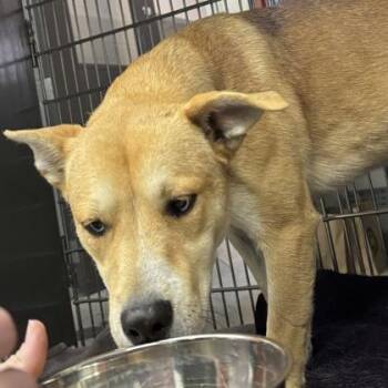 Siberian Husky Dogs Available for Adoption in Indianapolis, Indiana - Koda | PetCurious