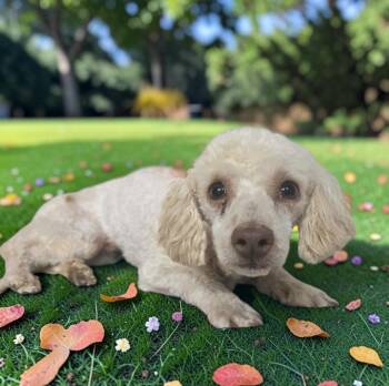 Alexander -  Poodle Dog for Adoption in Dallas, Georgia - Alexander | PetCurious