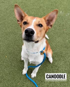 Canoodle -  Mixed Breed Dog for Adoption in Flint, Michigan - Canoodle | PetCurious