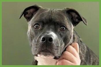 Pit Bull Terrier Dogs Available for Adoption in Amherst, Massachusetts - Bella | PetCurious