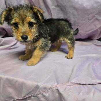 Terrier Dogs Available for Adoption in Uxbridge, Massachusetts - Etta | PetCurious