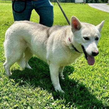 Angel -  Husky Dog for Adoption in Warrensburg, Missouri - Angel | PetCurious