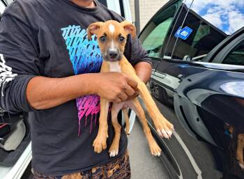 Bernie -  Labrador Retriever and Boxer Dog for Adoption in Uxbridge, Massachusetts - Bernie | PetCurious