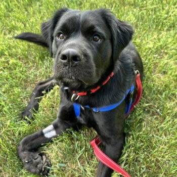 Silhouette -  Spaniel Dog for Adoption in Fargo, North Dakota - Silhouette | PetCurious