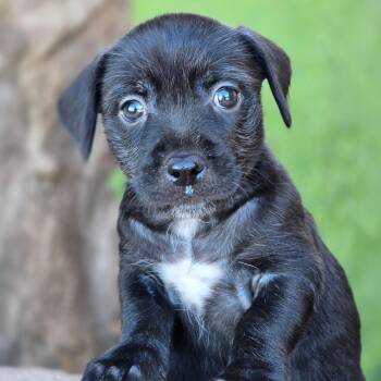 Rescue Wirehaired Terrier Dogs for Adoption in San Diego, California - Catalina Pup - Farnsworth | PetCurious