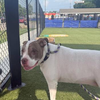 Delilah -  English Bulldog and Mixed Breed Dog for Adoption in Philadelphia, Pennsylvania - Delilah | PetCurious