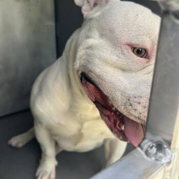 HOSS -  English Bulldog Dog Available for Adoption in Greensboro, North Carolina - HOSS | PetCurious