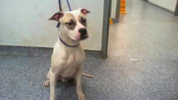 COPPER -  Pit Bull Terrier Dog for Adoption in Charlotte, North Carolina - COPPER | PetCurious