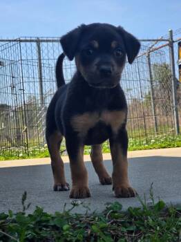 Mixed Breed and Pug Dogs Available for Adoption - Gretal | PetCurious