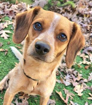 Rescue Beagle and Miniature Pinscher Dogs for Adoption in Pelzer, South Carolina - Maple | PetCurious