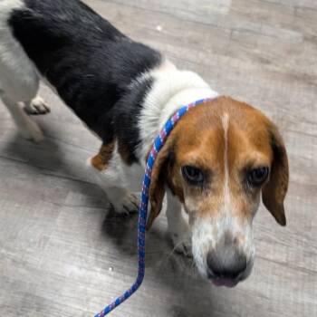 Beagle Dogs Available for Adoption in Jefferson City, Tennessee - Carol | PetCurious