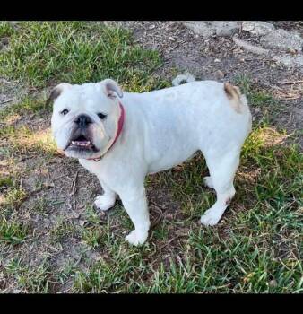 Mae -  English Bulldog Dog for Adoption in Lutz, Florida - Mae | PetCurious