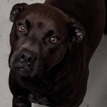 Rescue Pit Bull Terrier Dogs for Adoption in Des Moines, Iowa - Chamomile | PetCurious