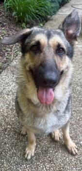 TommyPG -  German Shepherd Dog Dog for Adoption in Baltimore, Maryland - TommyPG | PetCurious