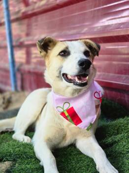 Salma, the Sweetest Survivor -  Canaan Dog Dog for Adoption in Franklin Township, New Jersey - Salma, The Sweetest Survivor | PetCurious