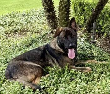 King 3151 -  German Shepherd Dog Dog for Adoption in Pompano Beach, Florida - King 3151 | PetCurious