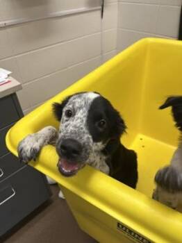 Patch -  Mixed Breed Dog for Adoption in Wichita, Kansas - Patch | PetCurious