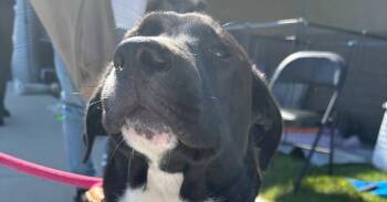 Maddie -  Mixed Breed Dog for Adoption in Dorr, Michigan - Maddie | PetCurious