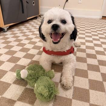 Snoopy -  Shih Tzu Dog for Adoption in New York, New York - Snoopy | PetCurious