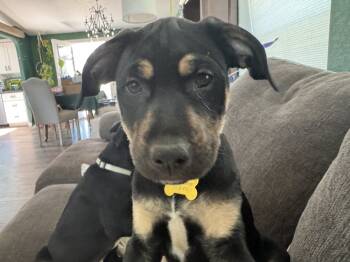 Rescue Labrador Retriever Dogs for Adoption in Spokane, Washington - January | PetCurious