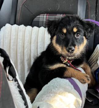 English Shepherd and German Shepherd Dog Dogs Available for Adoption in Richmond, Virginia - Greta | PetCurious