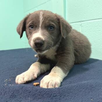 Labrador Retriever Dogs Available for Adoption in Cabot, Arkansas - Wiley Frank | PetCurious