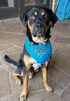 Ruger -  Rottweiler Dog for Adoption in Lavon, Texas - Ruger | PetCurious
