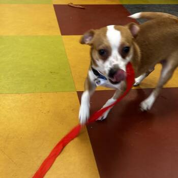 Squirt -  Mixed Breed Dog for Adoption in Philadelphia, Pennsylvania - Squirt | PetCurious