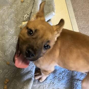 Fire Cracker Sebastian -  Black Mouth Cur and English Bulldog Dog for Adoption in Hinesville, Georgia - Fire Cracker Sebastian | PetCurious