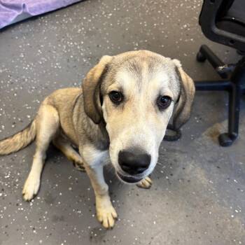 Mixed Breed Dogs Available for Adoption in Columbiana, Alabama - Conductor (ADOPTION FEE SPONSORED) | PetCurious