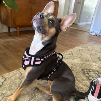 ChaCha -  Mixed Breed Dog for Adoption in Bismarck, North Dakota - ChaCha | PetCurious