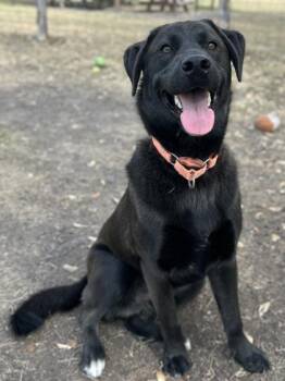 Shepherd and Mixed Breed Dogs Available for Adoption - Baked Potato | PetCurious