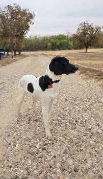 Rescue German Shorthaired Pointer Dogs for Adoption in Lubbock, Texas - Rover | PetCurious