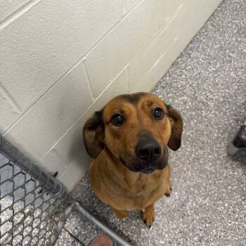 Freya (Ashley) -  Hound and Mixed Breed Dog for Adoption in Parkersburg, West Virginia - Freya (Ashley) | PetCurious