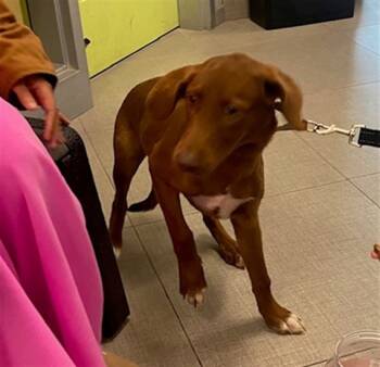 Rescue Labrador Retriever and Mixed Breed Dogs for Adoption in Rancho Cucamonga, California - UNKNOWN | PetCurious