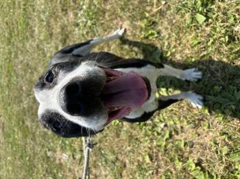 Rescue Pit Bull Terrier Dogs for Adoption in Steger, Illinois - Max | PetCurious