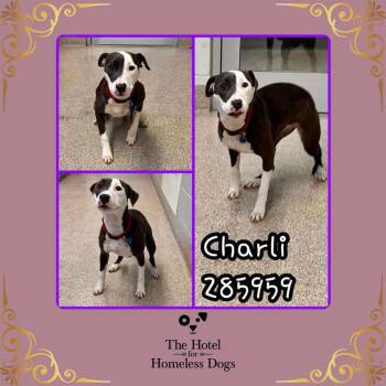 Rescue American Staffordshire Terrier and Labrador Retriever Dogs for Adoption in Cumberland, Rhode Island - Charli | PetCurious