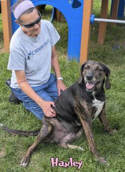 Hanley -  Plott Hound and Mixed Breed Dog for Adoption in Mason, Michigan - Hanley | PetCurious