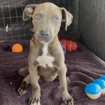 Stella -  Pit Bull Terrier Dog Available for Adoption in West Islip, New York - Stella | PetCurious