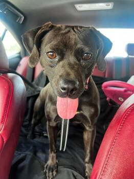 Addie Mae Lynn -  Labrador Retriever Dog for Adoption in Chattanooga, Tennessee - Addie Mae Lynn | PetCurious