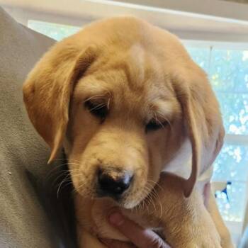 Arlo (#418) -  Yellow Labrador Retriever Dog for Adoption in Twin Lakes, Wisconsin - Arlo (#418) | PetCurious