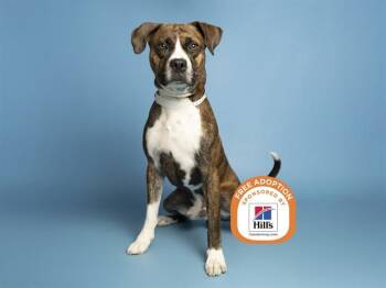Boxer and Mixed Breed Dogs Available for Adoption - BUSTER | PetCurious