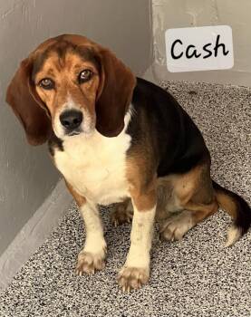 Cash -  Beagle Dog for Adoption in Prince Frederick, Maryland - Cash | PetCurious