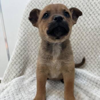 Daphne -  Chihuahua and Chow Chow Dog for Adoption in Murray, Utah - Daphne | PetCurious