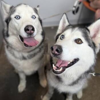 Kaiser -  Siberian Husky and Mixed Breed Dog for Adoption in Janesville, Wisconsin - Kaiser | PetCurious