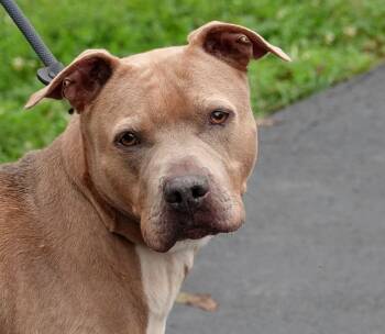 Scooby -  Terrier Dog for Adoption in Millfield, Ohio - Scooby | PetCurious